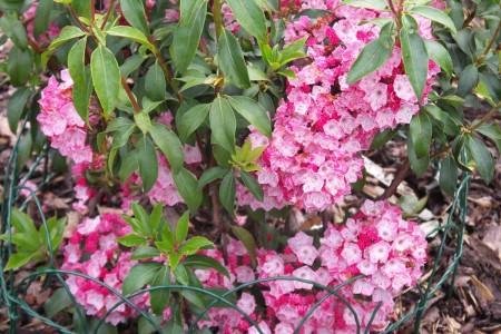 Kalmie Pinwheel